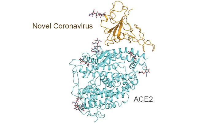 Virus structure